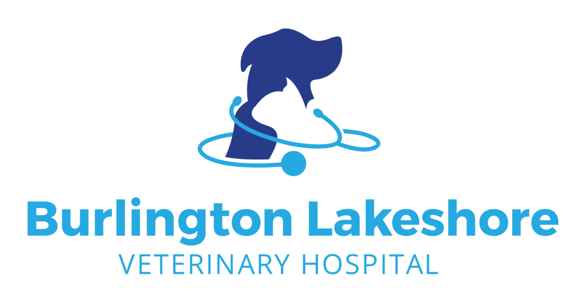 Burlington Vet Affordable Pet Care Pet Dental Care