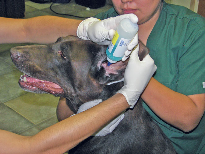 ear exam and trearment Professional pet care with years of experience