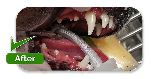 Professional pet dental care